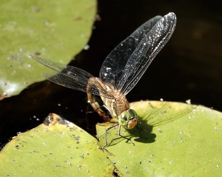 Norfolk hawker